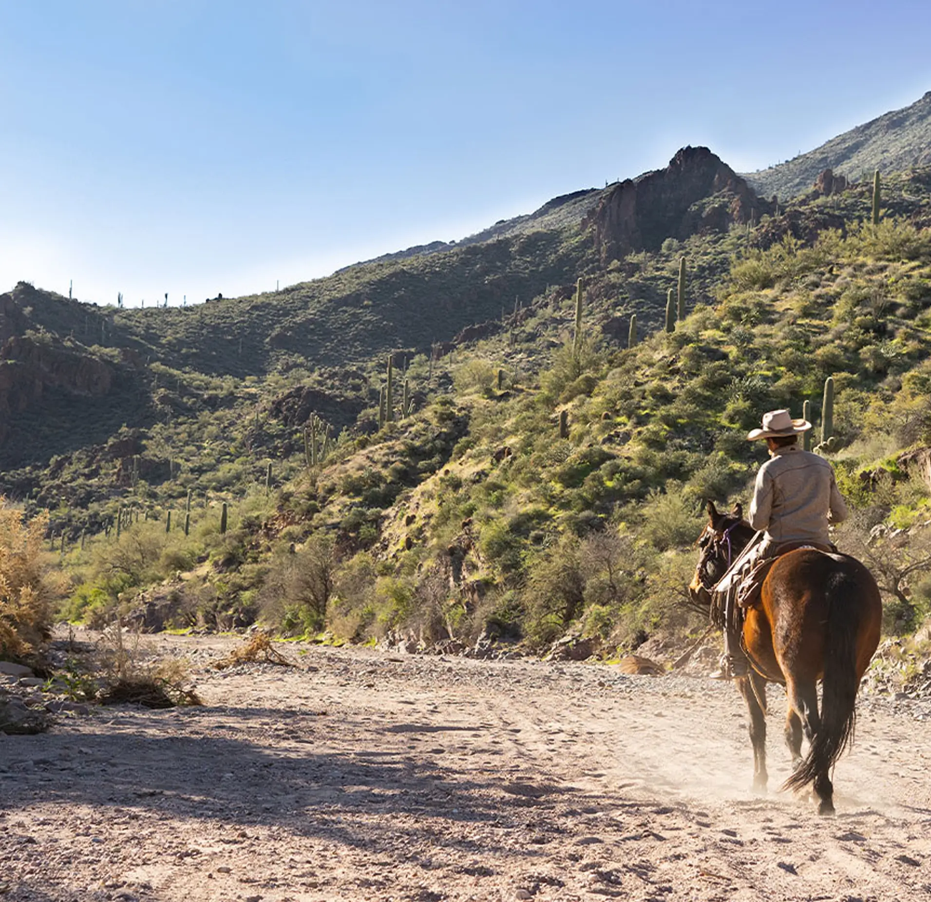 Sonoran Desert Horseback Riding