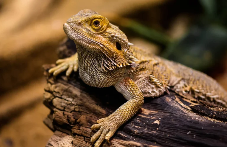lizard-new-1